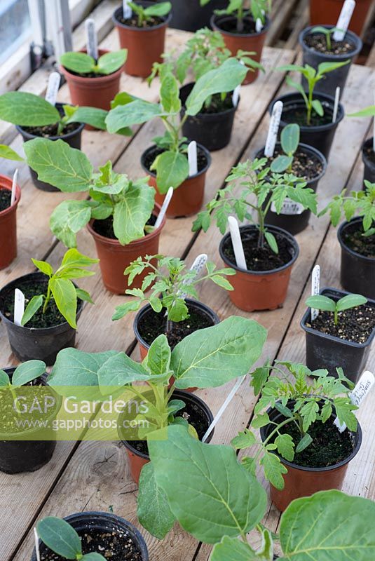 Tomato, Chilli, Courgette, Aubergine and Cucumber plants on the greenhouse staging, ready for potting on in to final position.