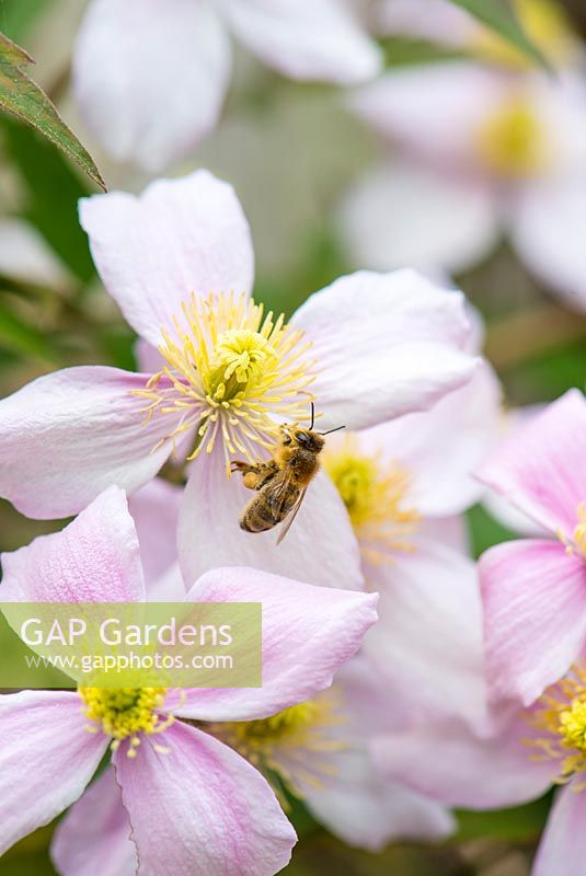 Honey Bee - Apis spp, showing pollen sacs, feeding on Clematis Montana, England May.