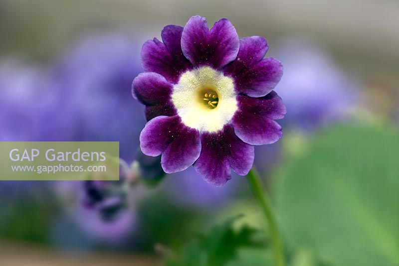 Primula Auricula Joyce purple flowers with creamy yellow centres in spring 
