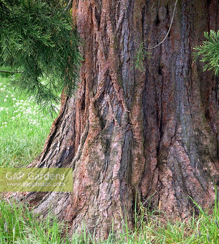 Sequoia Giant Redwood with striking texture, shape, and colour in Spring 