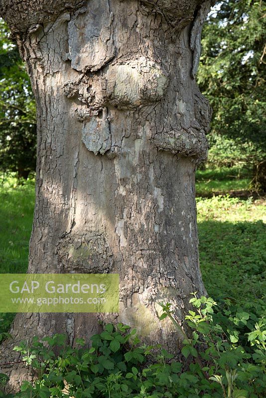 Sycamore tree trunk and bark with striking texture, shape, and colour in Spring 