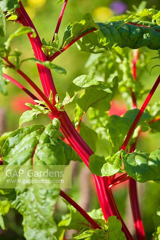 Beta vulgaris subsp. cicla var. flavescens  -Swiss chard