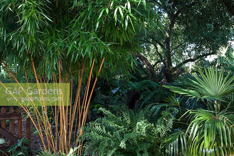 At the entrance to the garden a bamboo Phyllostachys vivax 'Aureocaulis'  overshadows a hardy palm Trachycarpus fortunei and a fern. In the back ground an avenue of tree ferns Dicksonia antarctica.