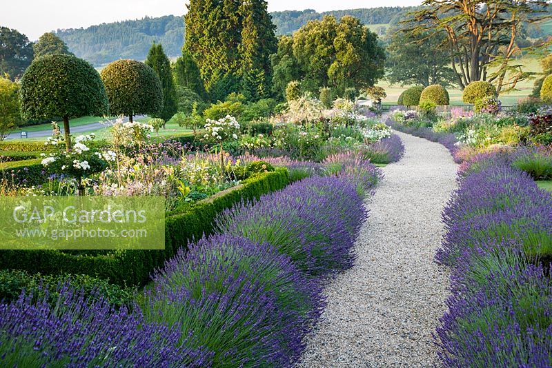 Summer borders in the Millennium Garden designed by Xa Tollemache feature clipped holm oaks, Quercus ilex, clouds of Verbena bonariensis and are edged with Lavandula intermedia 'Grosso'. Castle Hill, Barnstaple, Devon, UK