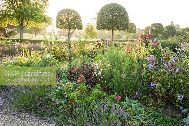 Summer borders in the Millennium Garden designed by Xa Tollemache are edged with Lavandula intermedia 'Grosso' and feature clipped holm oaks, Quercus ilex, Verbena bonariensis, sedums and cosmos. Castle Hill, Barnstaple, Devon, UK
