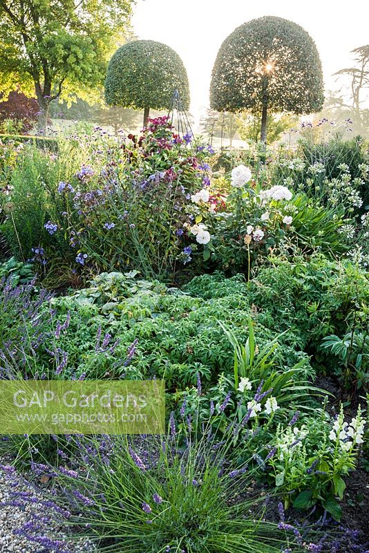 Summer borders in the Millennium Garden designed by Xa Tollemache are edged with Lavandula intermedia 'Grosso' and feature clipped holm oaks, Quercus ilex, Verbena bonariensis, white roses and antirrhinums. Castle Hill, Barnstaple, Devon, UK