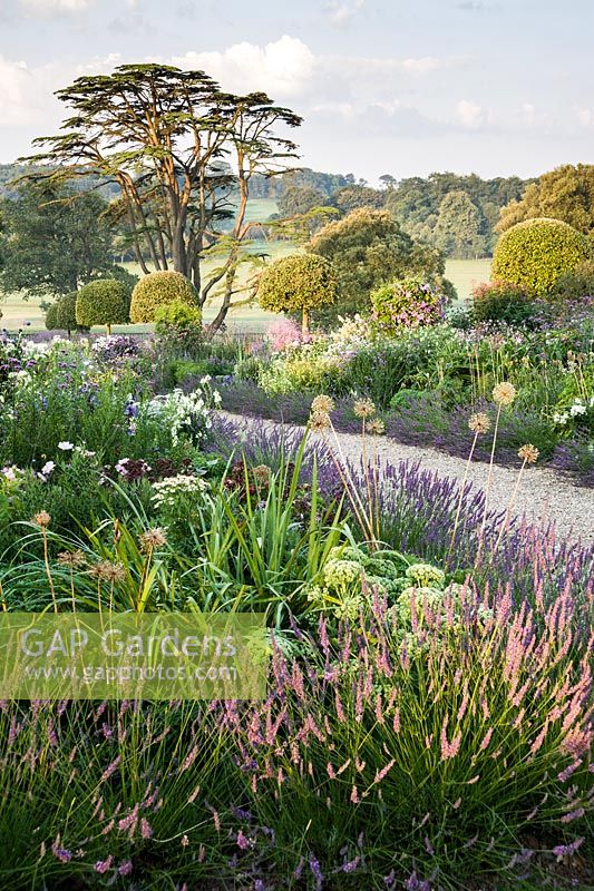 Summer borders in the Millennium Garden designed by Xa Tollemache are edged with Lavandula intermedia 'Grosso' and feature clipped holm oaks, Quercus ilex, Verbena bonariensis, sedums and echinops. Castle Hill, Barnstaple, Devon, UK