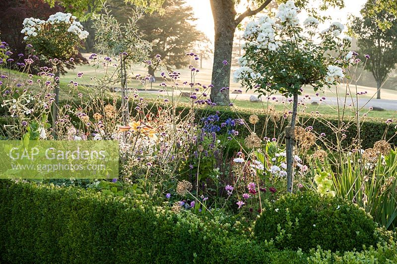 Box edged beds at the top of the double summer herbaceous borders designed by Xa Tollemache feature standard white roses underplanted with Verbena bonariensis, lilies, Nicotiana sylvestris and agapanthus. Castle Hill, Barnstaple, Devon, UK