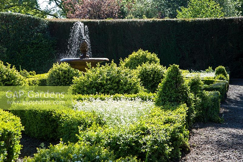 Box edged beds in the knot garden are filled with white forget-me-nots, Myosotis alpestris 'White' around a central pond with urn and water feature.