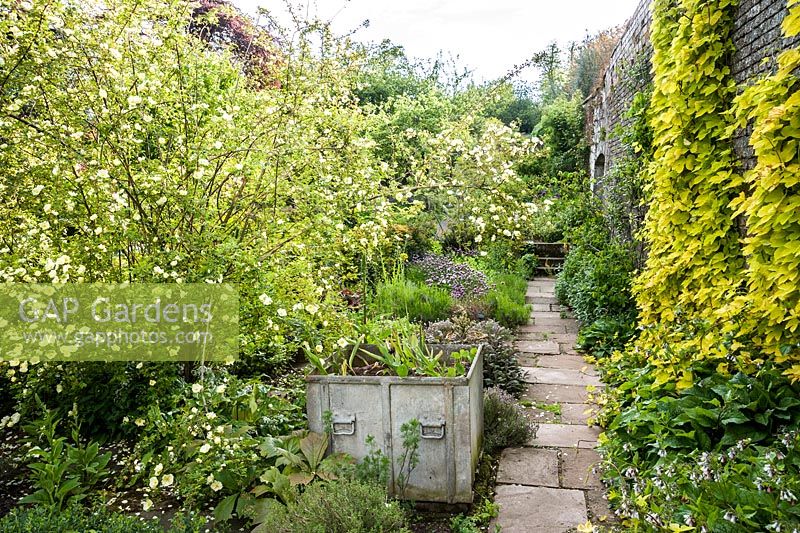 Path leads between beds of herbs along the garden wall framed by a species rose with creamy single flowers and vivid golden hop, Humulus lupulus 'Aureus'.