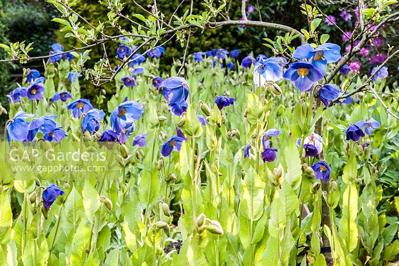 Meconopsis in the Low Garden.