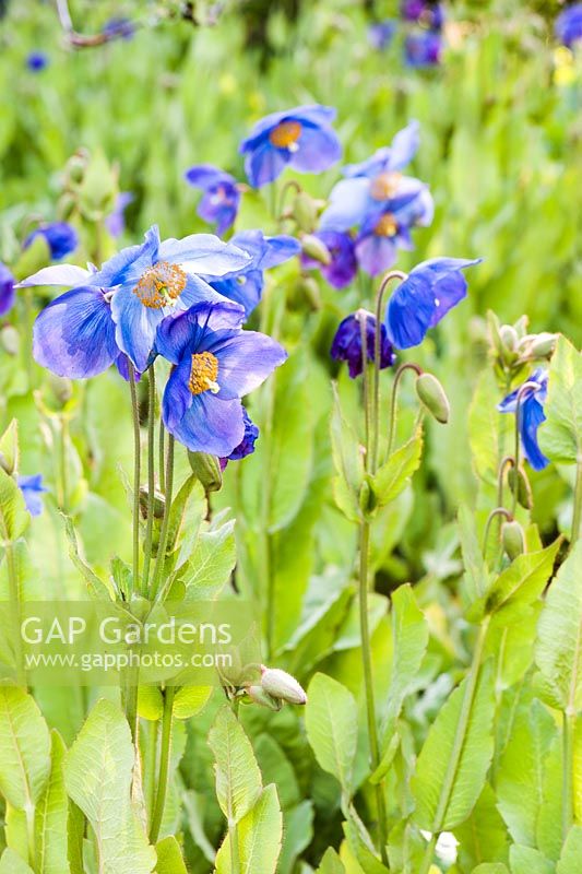 Meconopsis in the Low Garden.