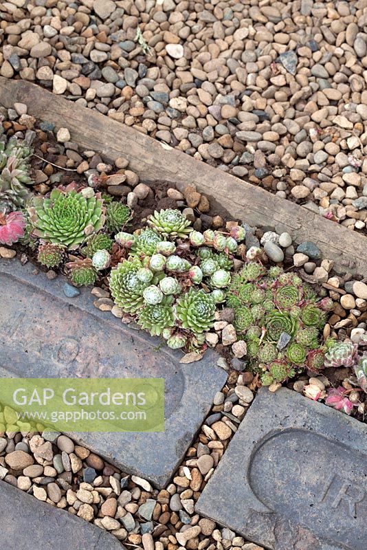 Brick and gravel path inset with sempervivums 'Rosy Hues' at RHS Tatton Flower Show 2015