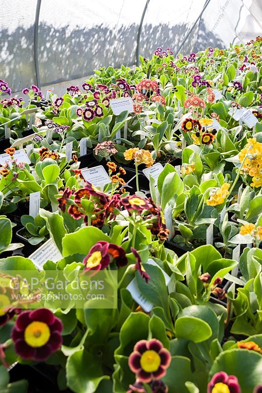 Hundreds of auricula plants in a tunnel. Cumbria, UK