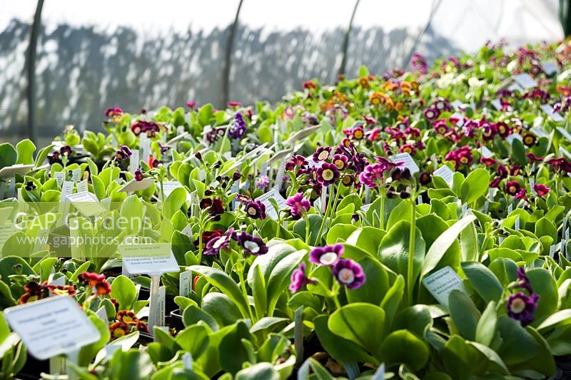 Hundreds of auricula plants in a tunnel. Cumbria, UK