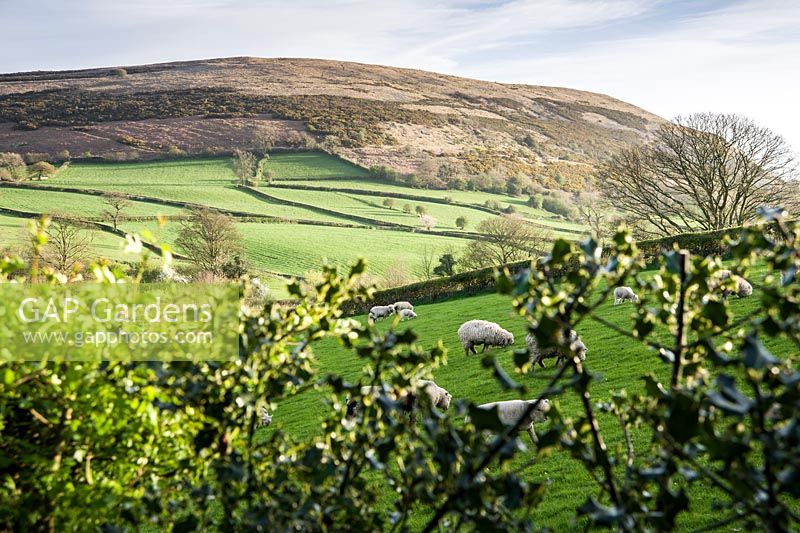 Views out of the garden reach to Farleton Knot, across farmland where sheep graze. Cumbria, UK