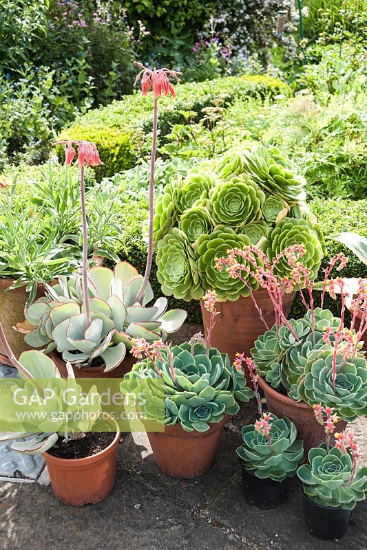 Group of succulents in pots including echeverias and aeoniums. Upper Tan House, Stansbatch, Herefordshire, UK