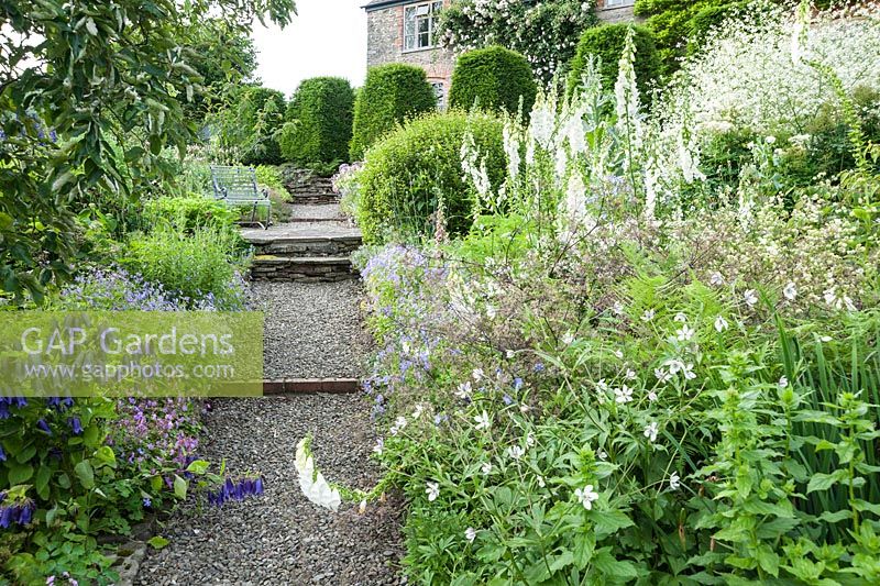 Yew 'butresses' on the south side of the house with border beside path planted with Anemone rivularis, white foxgloves, Viola cornuta and purple Campanula 'Sarastro'. Upper Tan House, Stansbatch, Herefordshire, UK