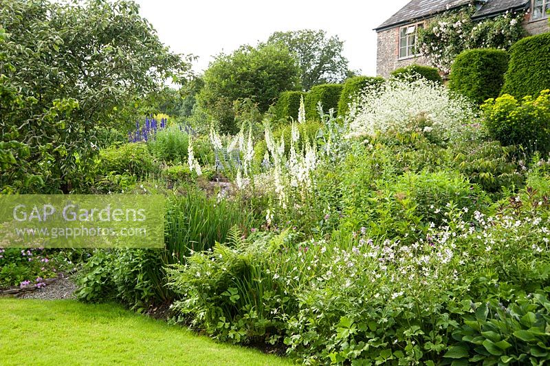 Deep border below the south facing terrace planted with Anemone rivularis, hostas, ferns, white foxgloves and Crambe cordifolia. Upper Tan House, Stansbatch, Herefordshire, UK
