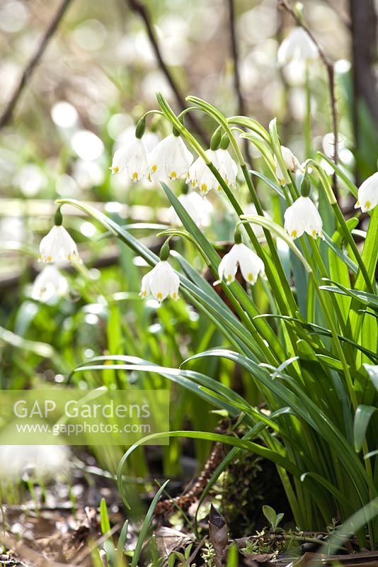 Leucojum vernum