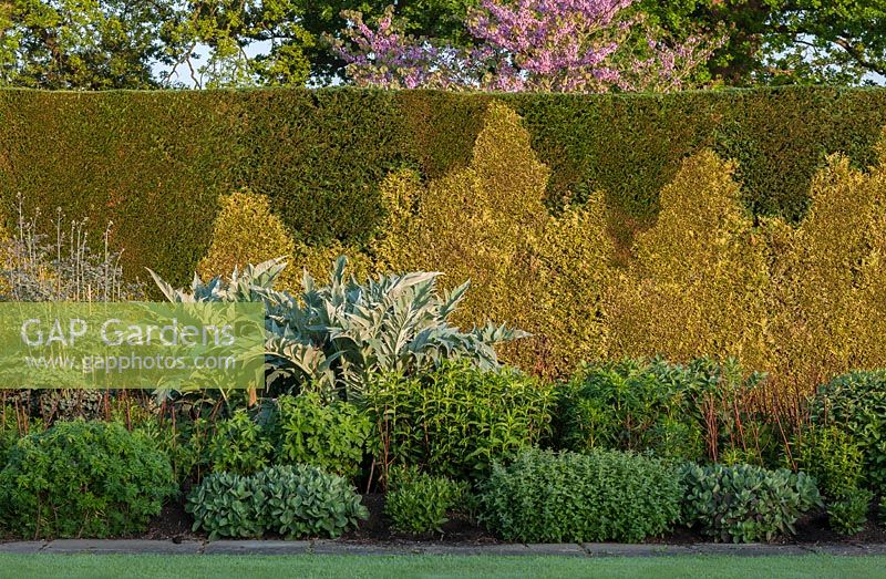 Mixed Leylandii hedge