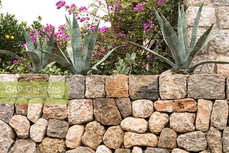 Agave americana on dry stone retaining wall. Mallorca, Spain.