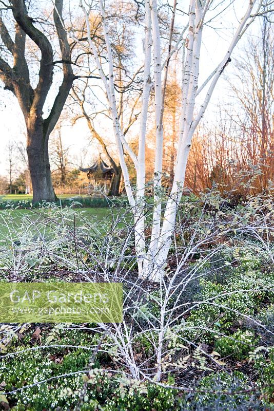 Betula utilis var. jacquemontii - West Himalayan birch, Erica x darleyensis 'White spring surprise' - heathers, Rubus thibetanus - ghost bramble,  Salix alba var. vitellina 'Yelverton', AGM, January, RHS Garden Wisley, Surrey 