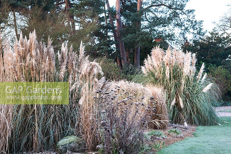 Frosty border with Achillea filipendulina 'Cloth of Gold' - yarrow AGM, Miscanthus sinensis 'Rigoletto' and Cortaderia selloana in January, RHS Garden Wisley, Surrey 