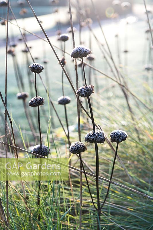 Phlomis russeliana - Seedheads of covered with frost