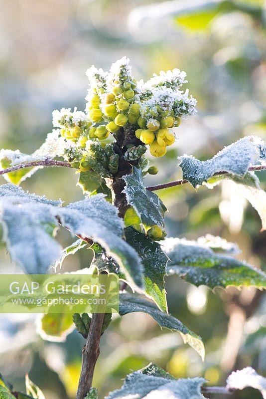 Mahonia x wagneri 'Pinnacle' - Oregon grape 'Pinnacle' AGM covered with frost in winter  
