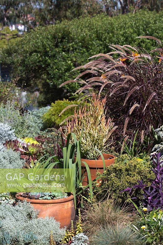 Colourful foliage garden featuring potted succulents, Euphorbia tirucalli rosea Firesticks, Pennisetum setaceum, Rubrum purple fountain grass, perennials and grasses.