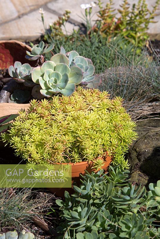 Three succulents growing in ground and in pots Sedum, Sedum mexicanum aureum 'Gold Mound', Echeveria secunda, 'Old hen and Chickens'