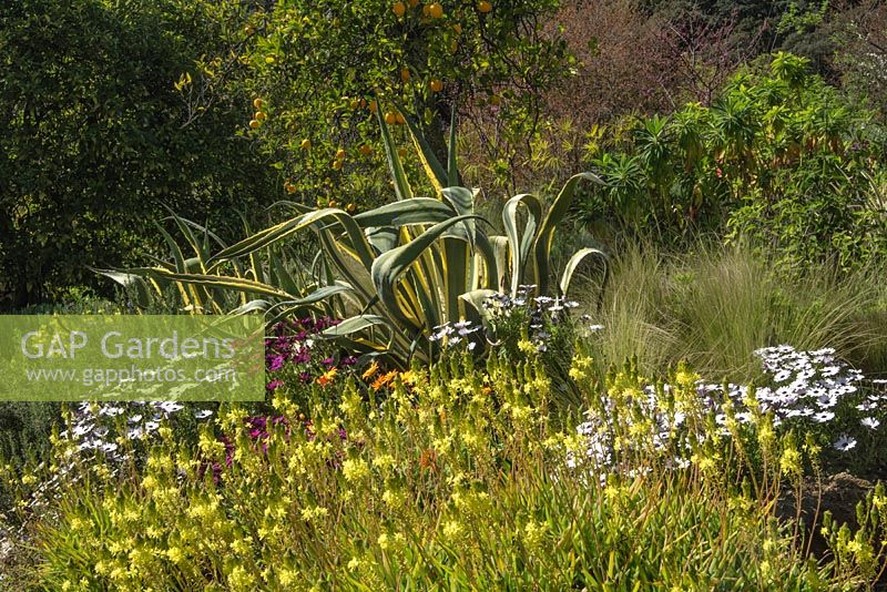 Mediterranean garden, Spring border: Bulbine frutescens, Dimorphotheca, Agave americana 'Marginata' and Yucca prominent. March, La Huerta, Andalucia, Spain.