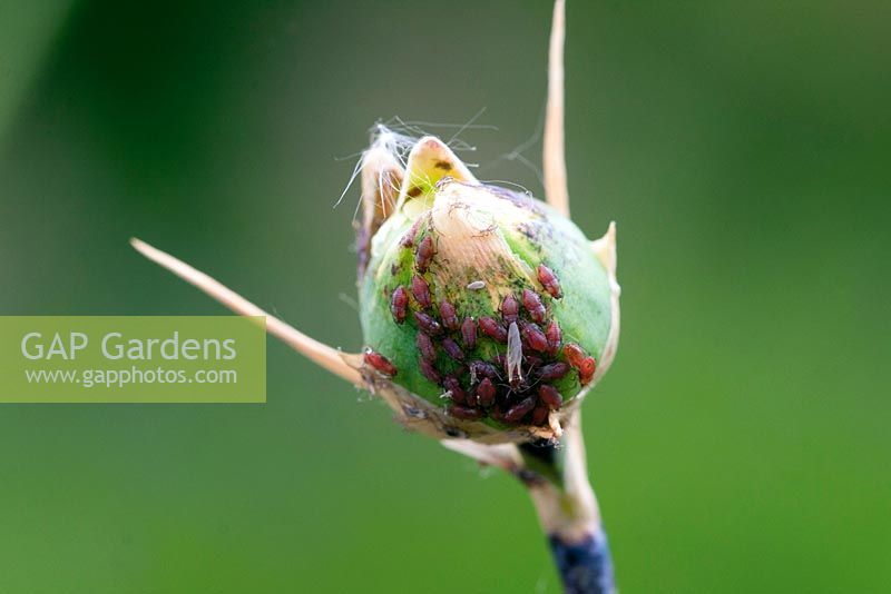 Aphid damage on a Dianthus 'Mrs Sinkins' bud