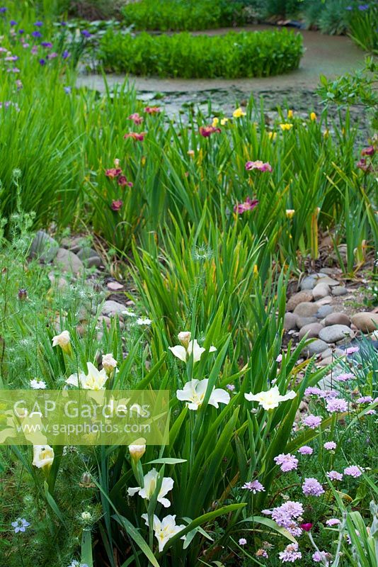 View of pond from dry pebble lined creek bed with a pale yellow Louisiana iris in the foreground and feature plantings of Pontederia cordata, pickerel rush in the pond.