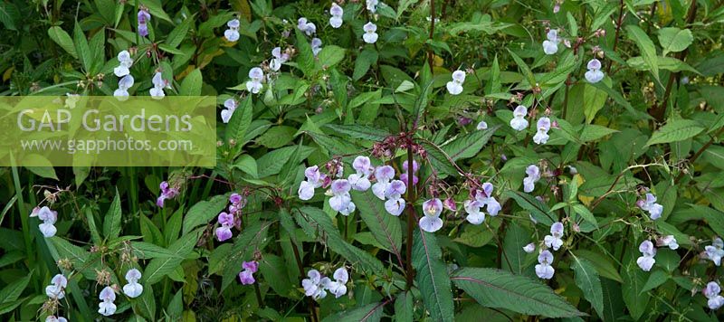 Impatiens glandulifera - Himalayan Balsam Chinese Balsam - an invasive perennial weed with lilac coloured flowers 