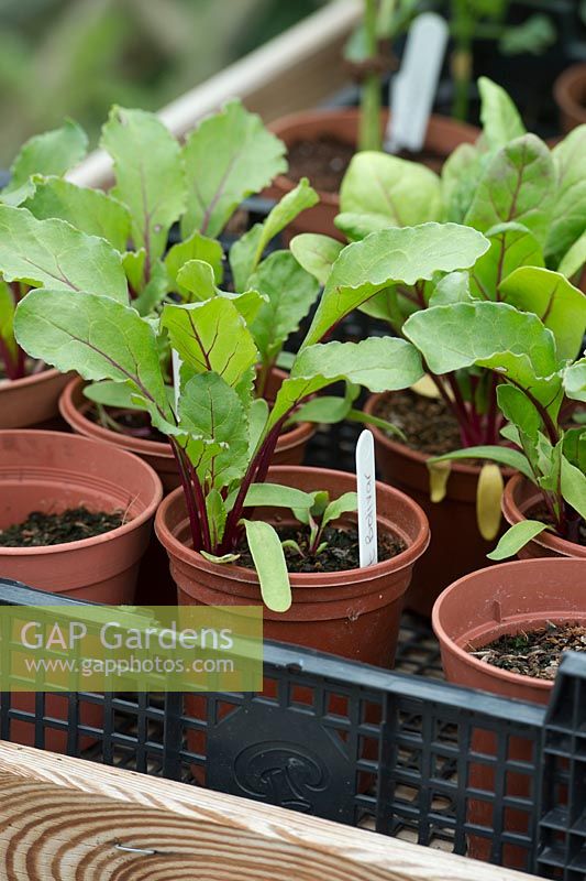 Beta vulgaris - Beetroot bolivar plants in pots waiting to be planted out into the garden - May - Oxfordshire