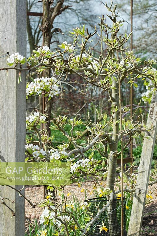 Pyrus communis - Pear josephine de malines blossom  - April - Oxfordshire