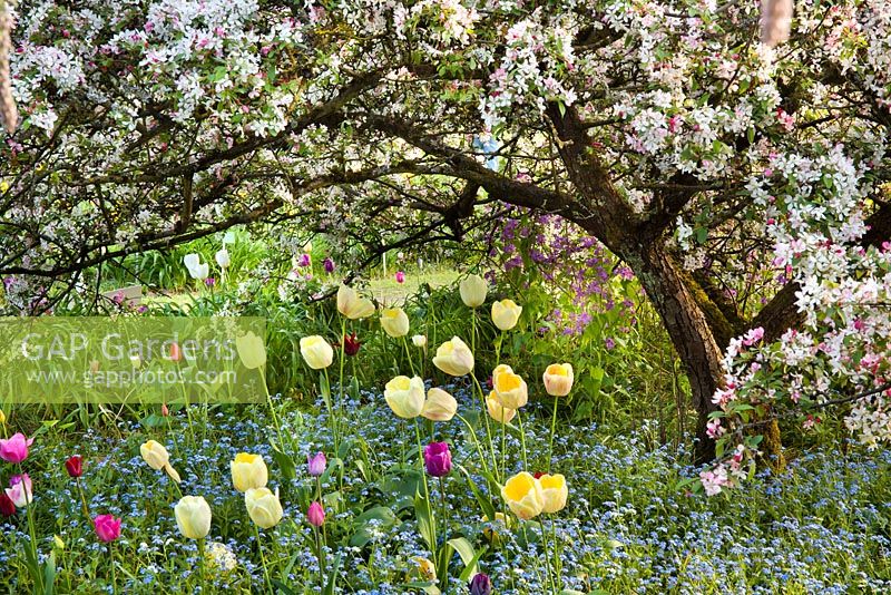 Tulip meadow. Myosotis - forget me nots. Malus floribunda. Hermannshof Weinheim Germany