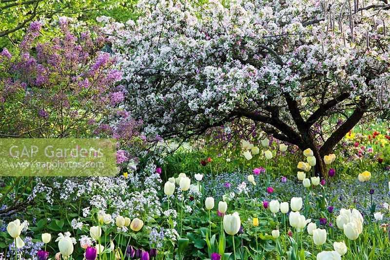 Tulip meadow. Myosotis - forget me nots. Malus floribunda. Hermannshof Weinheim Germany