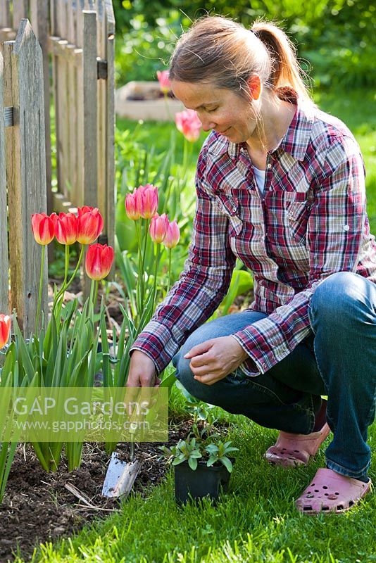 Woman planting perennial Lythrum salicaria in Spring.