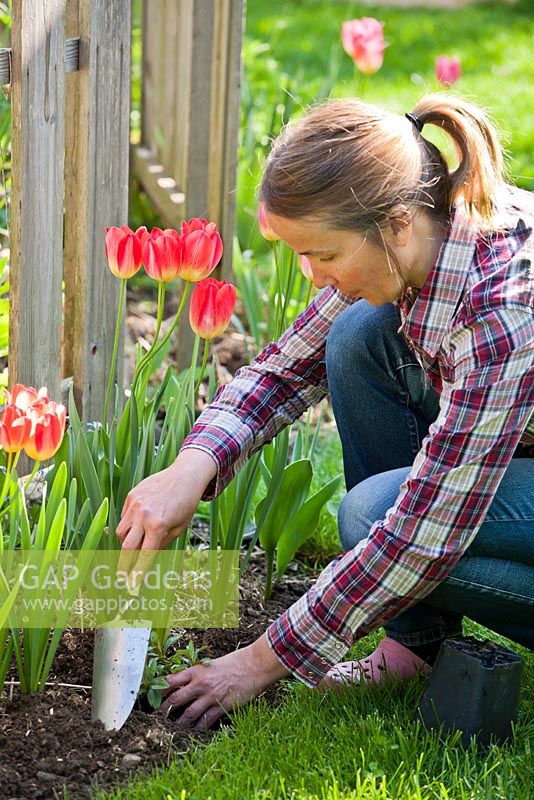 Woman planting perennial Lythrum salicaria in Spring.