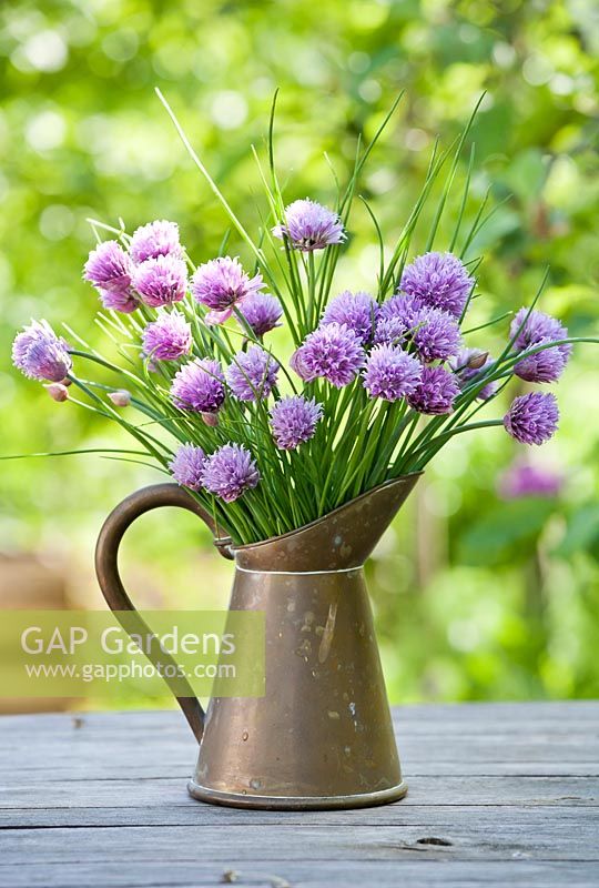 Jug of chives. Allium schoenoprasum