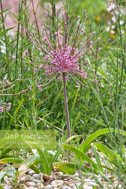 Allium schubertii