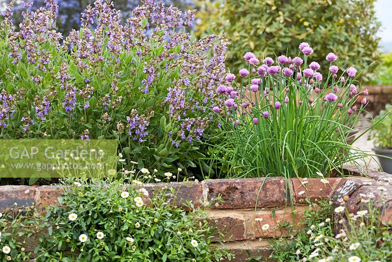 Sage and chives in herb garden