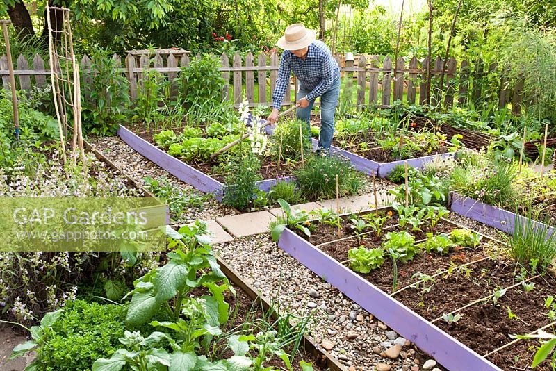 Man hoeing in the vegetable garden.