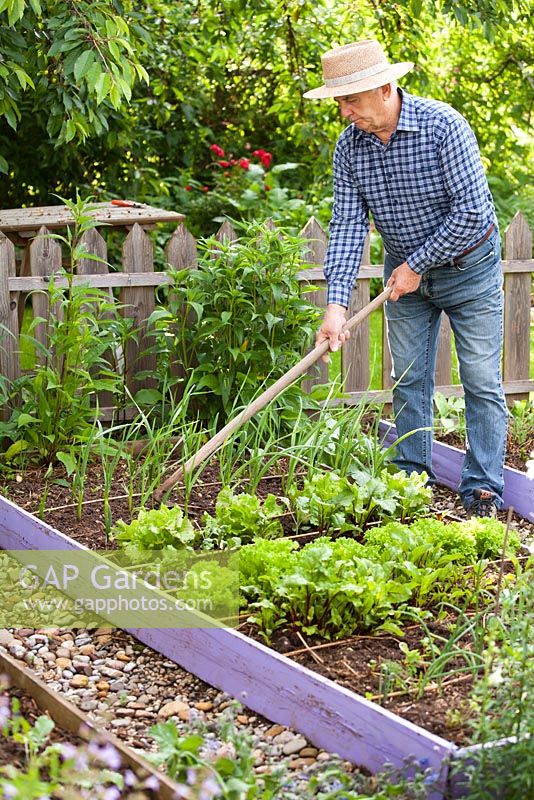 Man hoeing garlic in the vegetable garden.