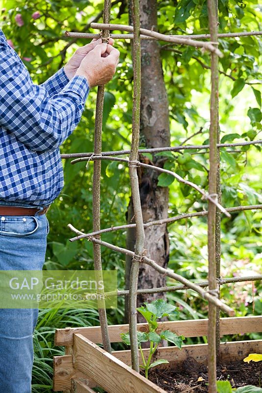 Man building hazel cane support for cucumbers.