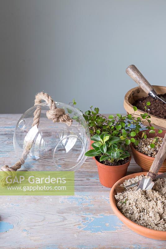 Materials needed are sand, fine gravel, compost, paint brush, terrarium with rope, Muehlenbeckia complexa and peperomia obtusifolia