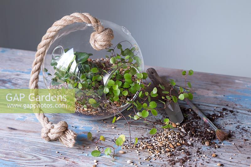 A stylish glass Terrarium planted with Muehlenbeckia complexa and peperomia obtusifolia